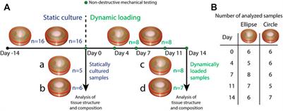 Scaffold Geometry-Imposed Anisotropic Mechanical Loading Guides the Evolution of the Mechanical State of Engineered Cardiovascular Tissues in vitro